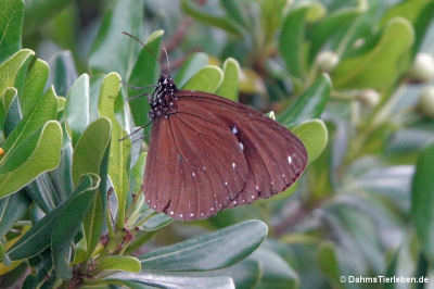 Euploea sylvester swinhoei