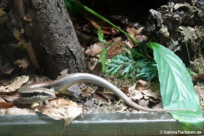Langschwanz-Mabuye (Eutropis longicaudata)