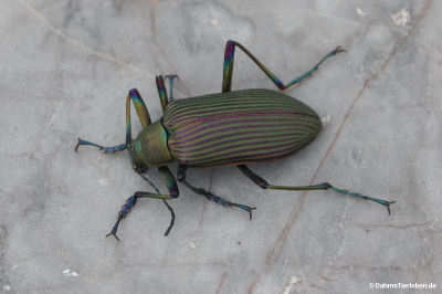 Falsocamaria spectabilis