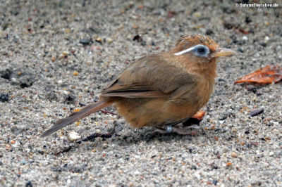 Augenbrauenhäherling (Garrulax canorus)