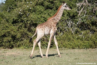 Giraffa giraffa giraffa