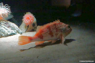Blaumaul (Helicolenus dactylopterus)