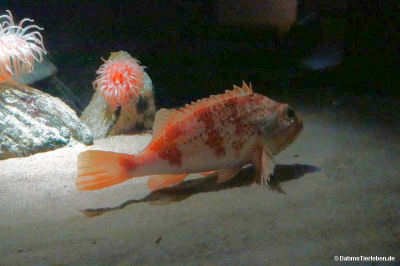 Helicolenus dactylopterus