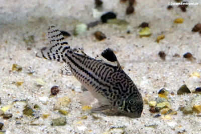 Dreistreifen-Panzerwels (Hoplisoma trilineatum)