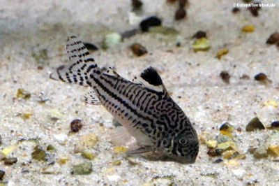 Hoplisoma trilineatum