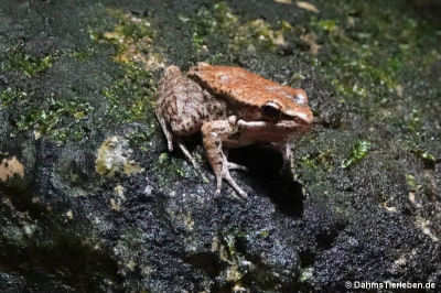 Hylarana nigrovittata