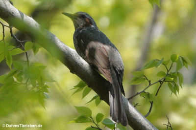 Hypsipetes amaurotis