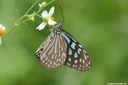 Ideopsis similis