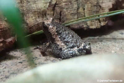 Indischer Ochsenfrosch (Kaloula pulchra)