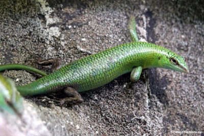 Lamprolepis smaragdina