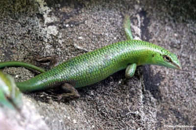 Lamprolepis smaragdina