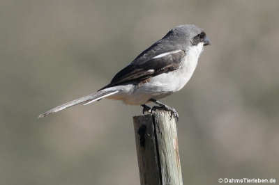Fiskalwürger (Lanius collaris)