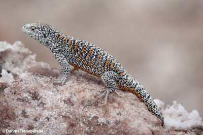 Liolaemus fabiani