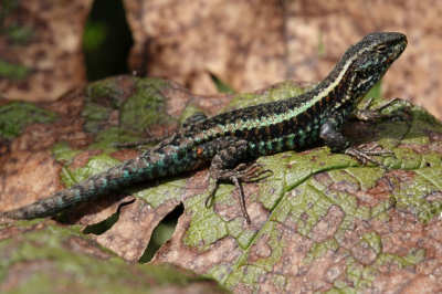 Liolaemus pictus