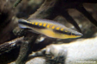 Lugubria acutirostris