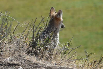 Lycalopex griseus