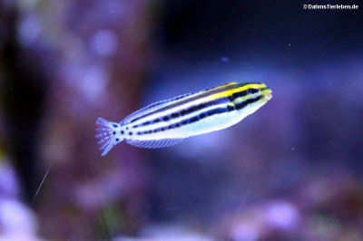 Meiacanthus grammistes