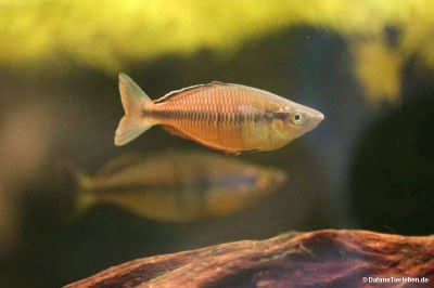 Melanotaenia klasioensis