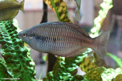 Kurumoi-Regenbogenfisch (Melanotaenia parva)