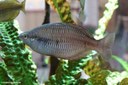 Melanotaenia parva