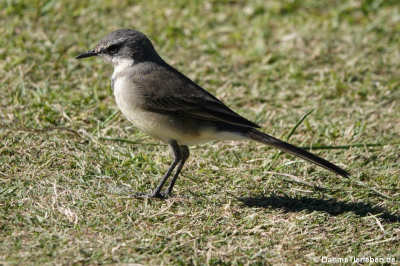 Kapstelze (Motacilla capensis)