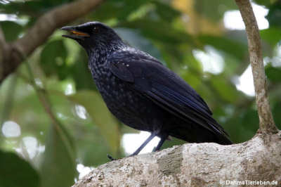 Purpurpfeifdrossel (Myophonus caeruleus)