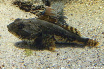 Myoxocephalus scorpius