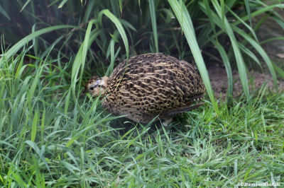Chiletinamu (Nothoprocta perdicaria)