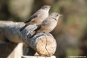 Oenanthe familiaris
