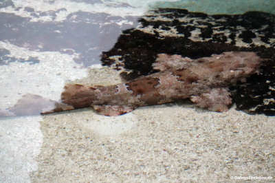 Japanischer Teppichhai (Orectolobus japonicus)