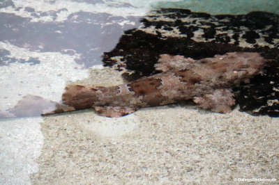 Orectolobus japonicus