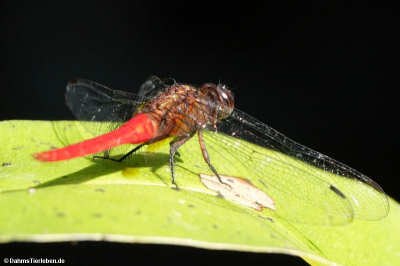 Orthetrum chrysis