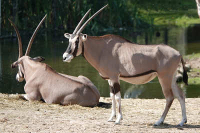 Beisa-Oryx (Oryx beisa beisa)