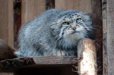 Otocolobus manul manul