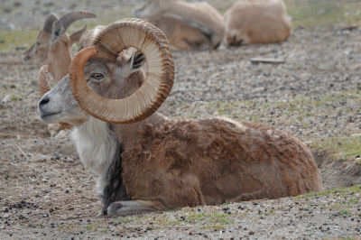 Ovis vignei arkal