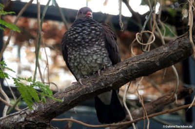Schuppenbauchtaube (Patagioenas speciosa)