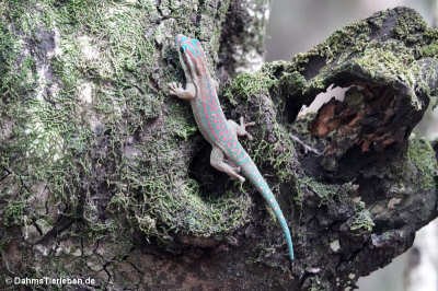 Phelsuma ornata