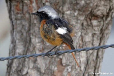 Phoenicurus auroreus