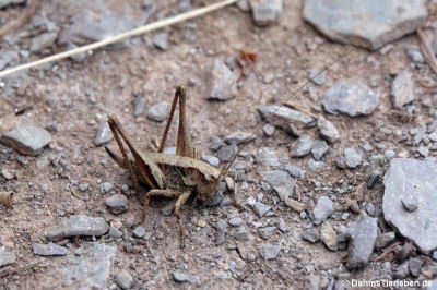 Pholidoptera griseoaptera
