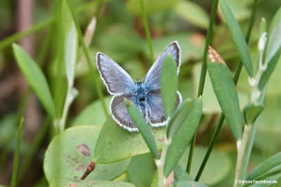 Plebejus argus
