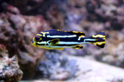 Plectorhinchus vittatus