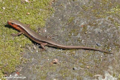 Plestiodon japonicus