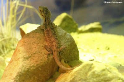 Pogona minor