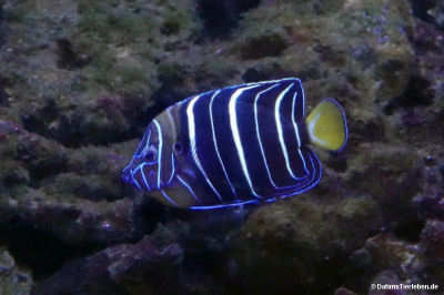 Gelbschwanz-Kaiserfisch (Pomacanthus chrysurus)
