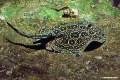 Potamotrygon jabuti