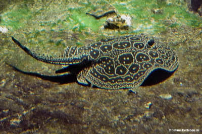 Potamotrygon jabuti