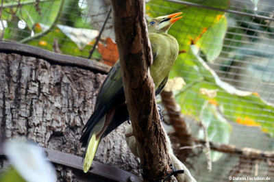 Grünschopfstirnvogel (Psarocolius viridis)