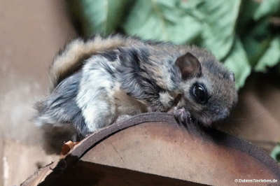 Sibirisches Gleithörnchen (Pteromys volans volans)