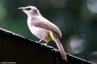 Pycnonotus goiavier