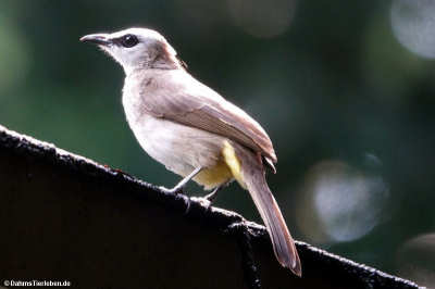 Pycnonotus goiavier